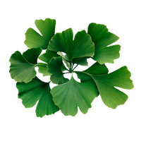 Ginkgo Biloba