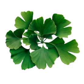 Ginkgo Biloba