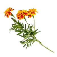 Marigold Flower