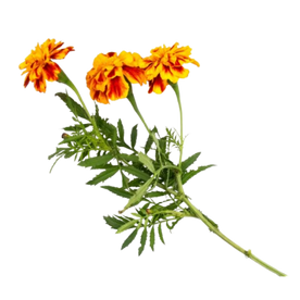 Marigold Flower